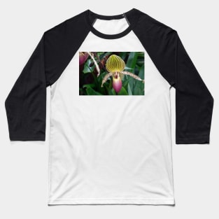 Orchid at the Phipps Conservatory Baseball T-Shirt